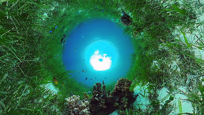 포토 JPG 해외이미지 동물 야생동물 바다 여행 백그라운드 자연 어류 풍경 사람없음 물 환경 바닷속 수중 탐험 스노클링 산호 생태계 다이빙 장면 암초 발견 깊이 이국적 해외포토 자연요소 수영 수중동물 수상스포츠 자포동물 수중스포츠 파일형식 이미지허브