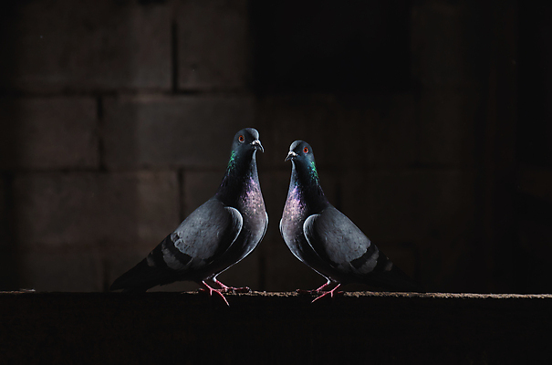 포토 JPG 해외이미지 동물 커플 응시 실루엣 야생동물 로우앵글 백그라운드 날개 의자 자연 조류 하늘 지붕 추상 서기 앉기 사람없음 야외 파란색 뷰티 검은색 어둠 회색 흰색 도시 닫기 배고픔 깃털 비둘기 부리 서식지 내추럴 고립 해외포토 시선 뷰포인트 컬러 가구 무늬 관계 모션 촬영기법 생태계 파일형식 이미지허브