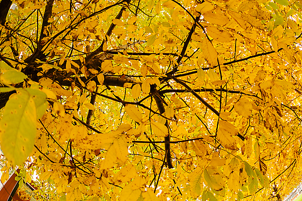 포토 JPG 해외이미지 나무 공원 여행 낙엽 잎 자연 나뭇잎 사람없음 야외 해외포토 식물 공공시설 생태계 파일형식 이미지허브