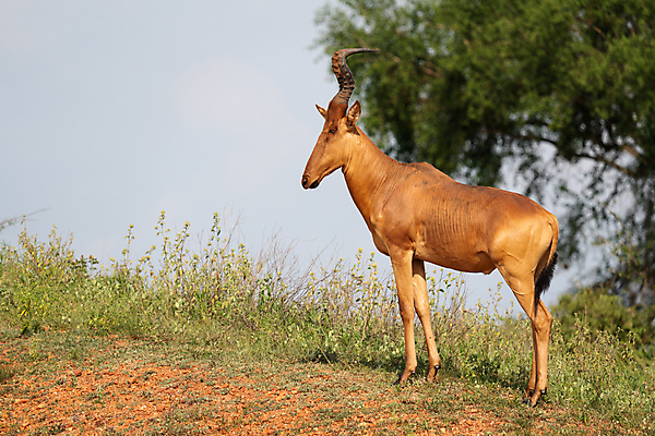 포토 JPG 해외이미지 동물 야생동물 여행 포유류 아프리카 자연 파노라마 국립공원 풍경 사람없음 야외 관광지 환경 황무지 사파리 생태계 영양 서식지 내추럴 동물상 우간다 해외포토 공원 나라 촬영기법 조형물 파일형식 이미지허브