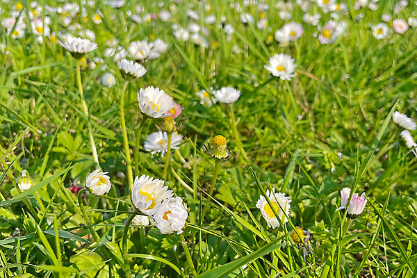 포토 JPG 해외이미지 주간 꽃 자연 사람없음 야외 아웃포커스 봄 들꽃 해외포토 자연요소 식물 계절 촬영기법 생태계 파일형식 이미지허브