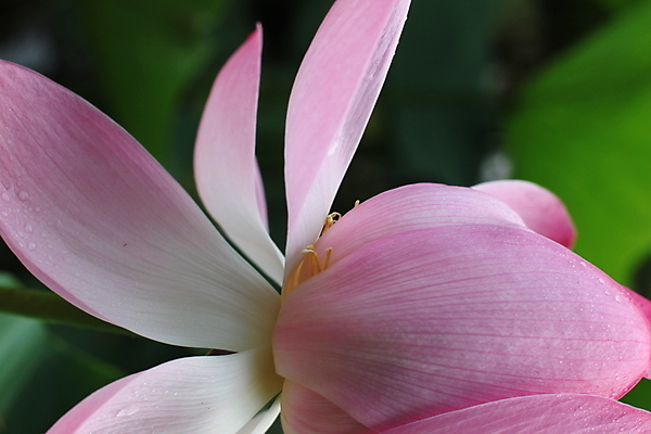 포토 JPG 해외이미지 식물 꽃잎 꽃 분홍색 백그라운드 잎 자연 사람없음 초록색 빛 정원 닫기 작음 그리너리 해외포토 컬러 모션 크기 생태계 파일형식 트랜드컬러 이미지허브