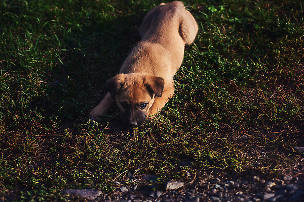 포토 JPG 해외이미지 주간 한마리 반려견 새끼 엎드리기 사람없음 야외 반려동물 산책 강아지 해외포토 자연요소 동물 1 모션 휴식 개 파일형식 이미지허브