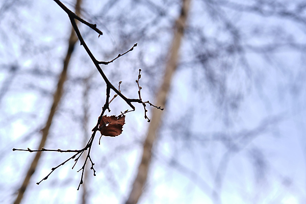 포토 JPG 해외이미지 나무 식물 동물 응시 실루엣 백그라운드 잎 다이어트 포옹 자연 하늘 휴식 털 사람없음 야외 목재 초록색 컬러풀 평화 카메라 환경 회색 나뭇가지 잠 변화 호주 보호 숲 모피 서식지 내추럴 동물상 멜버른 유칼립투스 초식 해외포토 시선 컬러 컨셉 재료 안기 촬영기법 건강 전자제품 조형물 오세아니아 생태계 파일형식 이미지허브