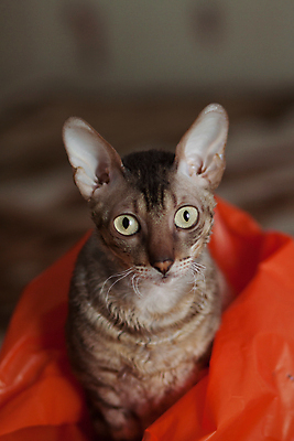 포토 JPG 해외이미지 한마리 응시 비닐봉투 실내 사람없음 아웃포커스 귀여움 고양이 해외포토 1 시선 컨셉 포유류 봉투 촬영기법 내부 반려동물 파일형식 이미지허브