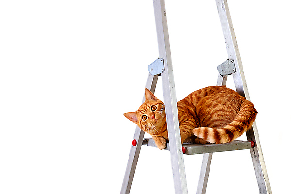 포토 JPG 해외이미지 동물 1 응시 벽 백그라운드 장난 사다리 아파트 주택 실내 사람없음 빨간색 반려동물 인테리어 계단 고양이 방 흰색 수리 모피 호기심 꼬리 부활 얼룩무늬 단계 DIY 고립 복원 업그레이드 해외포토 디자인 시선 감정 컬러 컨셉 무늬 포유류 취미 내부 건물 도구 파일형식 이미지허브