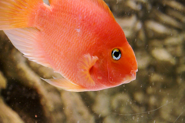 포토 JPG 해외이미지 식물 동물 야생동물 바다 오렌지 자연 휴식 어류 취미 사람없음 장식 빨간색 물 반려동물 컬러풀 바닷속 수중 황금 다이빙 금붕어 앵무새 탱크 지느러미 수족관 잡종 강렬 깊이 민물 해외포토 자연요소 컬러 컨셉 과일 조류 수영 수중동물 생태계 수중스포츠 파일형식 이미지허브