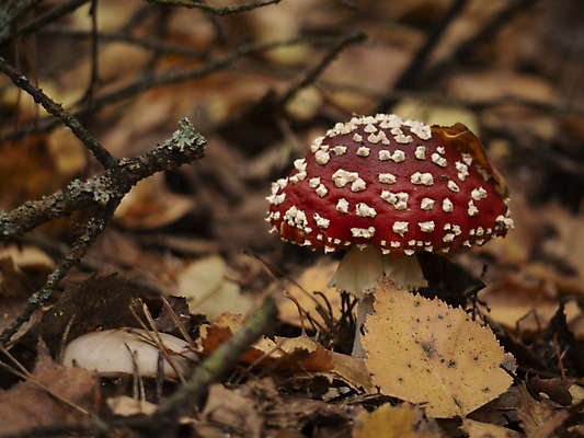 포토 JPG 해외이미지 주간 낙엽 근접촬영 사람없음 야외 아웃포커스 독버섯 해외포토 자연요소 뷰포인트 잎 촬영기법 버섯 파일형식 이미지허브