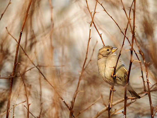 포토 JPG 해외이미지 나무 식물 동물 1 계절 꽃 야생동물 음식 분홍색 날개 과일 발 자연 조류 아침 날씨 요리 사람없음 갈색 정원 검은색 봄 산책 흰색 나뭇가지 개화 저녁 작음 먹이 깃털 사냥 부리 러시아 향기 냄새 심플 참새 남쪽 해외포토 주간 유럽 컬러 휴식 신체부위 야간 크기 방향 생태계 파일형식 이미지허브