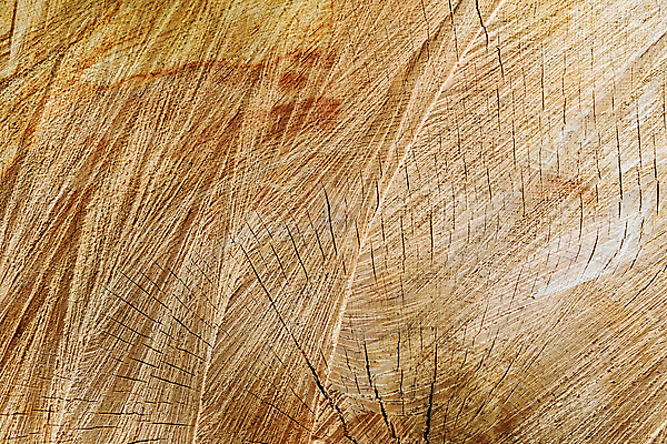 포토 JPG 해외이미지 나무 식물 조각 백그라운드 십자가 패턴 부분 자연 벽지 표면 추상 사람없음 목재 성장 반지 원형 균열 횡단보도 숲 자르기 질감 잡동사니 내추럴 수목 옛날 핵심 노화 해외포토 도형 컨셉 무늬 재료 장신구 모션 보행로 생태계 파일형식 이미지허브