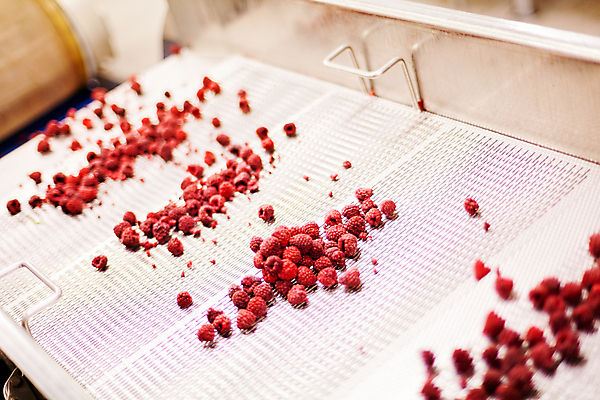 포토 JPG 해외이미지 공장 사람없음 아웃포커스 냉동 기계 제조 소프트포커스 산딸기 일렬 분류 식품공장 냉동식품 해외포토 음식 과일 공업 촬영기법 파일형식 이미지허브