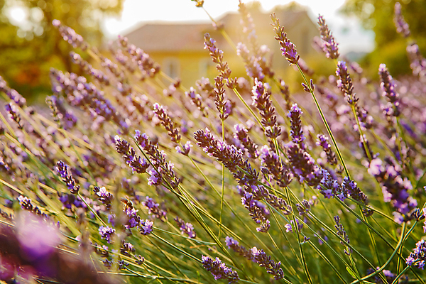 포토 JPG 해외이미지 주간 사람없음 야외 보라색 프랑스 라벤더 프로방스 해외포토 자연요소 꽃 유럽 컬러 허브 파일형식 이미지허브