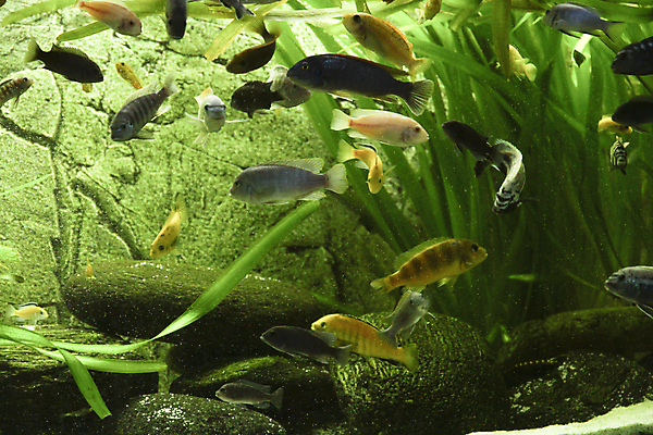 포토 JPG 해외이미지 호수 실험 저울 어류 사람없음 빨간색 초록색 물 반려동물 노란색 검은색 수영 거품 신선 점 호랑이 큼 지느러미 수족관 잭 남쪽 공격적 말라위 민물 아마존 해외포토 자연요소 동물 컬러 컨셉 포유류 수중동물 수상스포츠 크기 방향 파일형식 이미지허브