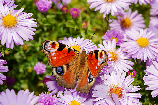 포토 JPG 해외이미지 식물 동물 꽃잎 꽃 야생동물 줄기 분홍색 나비 곤충 백그라운드 날개 오렌지 자연 안테나 앉기 초원 사람없음 초록색 여름 빛 컬러풀 뷰티 머리 정원 맑음 보라색 봄 벚꽃 공작 작음 수분 원예 꽃가루 해외포토 계절 컬러 과일 통신 모션 조류 날씨 취미 신체부위 크기 가루 생태계 파일형식 이미지허브
