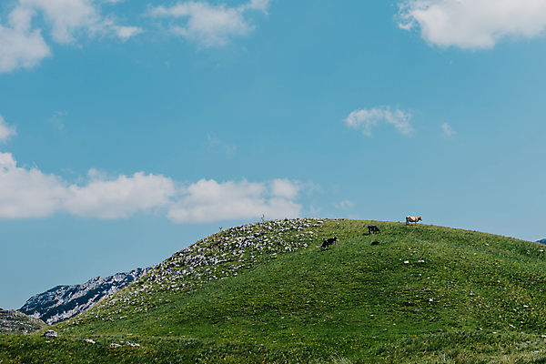 포토 JPG 해외이미지 주간 야생동물 하늘 산 세마리 사람없음 야외 해외포토 자연요소 동물 3 파일형식 이미지허브