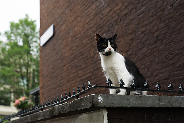 포토 JPG 해외이미지 동물 한마리 외관 응시 벽 건축양식 포유류 하늘 돌담 흑백 앉기 사람없음 야외 건물 반려동물 검은색 고양이 가축 흰색 관찰 해외포토 1 건축물 시선 건축 컬러 모션 촬영기법 담장 돌_바위 파일형식 이미지허브