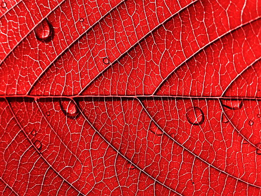 포토 JPG 해외이미지 나무 식물 선 백그라운드 잎 패턴 자연 추상 흑백 사람없음 빨간색 여름 빛 햇빛 정원 침묵 봄 성장 가을 거친 닫기 숲 그늘 허브 질감 서식 시트 자작나무 정맥 내추럴 광합성 옛날 이국적 효과 해외포토 계절 컬러 무늬 모션 촬영기법 태양 소리 생태계 혈관 파일형식 이미지허브