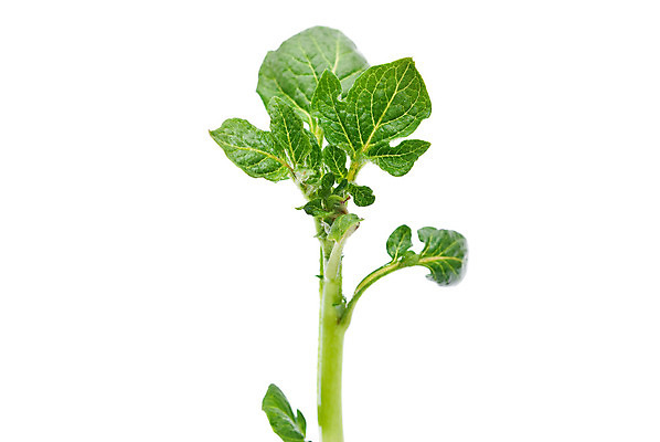 포토 JPG 해외이미지 식물 계절 지구 음식 백그라운드 잎 패턴 밭 농업 채소 자연 감자 사람없음 초록색 여름 농장 농경지 새싹 정원 봄 활발 시골 농부 싱글 장면 내추럴 밭일 혼자 해외포토 직업 산업 컬러 컨셉 무늬 생태계 파일형식 이미지허브