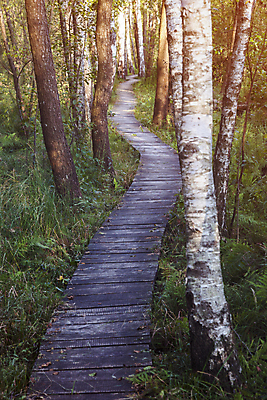 포토 JPG 해외이미지 나무 여행 자국 자연 하늘 파노라마 국립공원 풍경 사람없음 야외 여름 파란색 맑음 황무지 숲 스카이라인 폴란드 해외포토 식물 계절 공원 유럽 컬러 날씨 촬영기법 생태계 파일형식 이미지허브