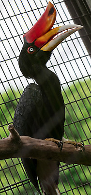 포토 JPG 해외이미지 동물 아시아 야생동물 오렌지 자연 조류 뿔 동물원 사람없음 빨간색 컬러풀 노란색 검은색 숲 열대우림 깃털 부리 인도네시아 코뿔소 해외포토 나라 컬러 과일 포유류 생태계 파일형식 이미지허브