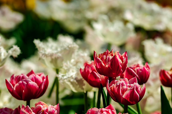 포토 JPG 해외이미지 식물 계절 꽃잎 꽃 분홍색 꽃다발 백그라운드 잎 꽃무늬 패턴 밭 자연 추상 부활절 선물 미술 사람없음 장식 빨간색 초록색 여름 빛 컬러풀 뷰티 노란색 정원 맑음 봄 튤립 벚꽃 신선 개화 소프트포커스 엽서 부드러움 내추럴 블러 해외포토 기념일 컬러 무늬 농업 날씨 문화예술 촬영기법 감각 편지 생태계 파일형식 이미지허브