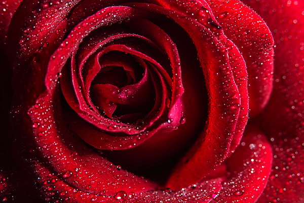 포토 JPG 해외이미지 꽃 백그라운드 자연 근접촬영 사람없음 빨간색 장미 물방울 해외포토 식물 뷰포인트 컬러 생태계 파일형식 이미지허브