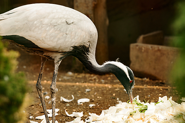 포토 JPG 해외이미지 동물 1 응시 아시아 야생동물 자연 조류 휴식 동물원 앉기 사람없음 야외 옆모습 뷰티 머리 맑음 우아함 둥지 숲 깃털 기중기 부리 대머리 목 처녀자리 해외포토 헤어스타일 시선 나라 뷰포인트 컨셉 모션 날씨 신체부위 별자리 중장비 생태계 파일형식 이미지허브