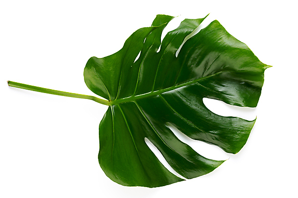 포토 JPG 해외이미지 식물 백그라운드 잎 꽃무늬 패턴 자연 치즈 손바닥 사람없음 초록색 흰색 숲 큼 고립 이국적 해외포토 손 꽃 컬러 무늬 유제품 크기 생태계 파일형식 이미지허브