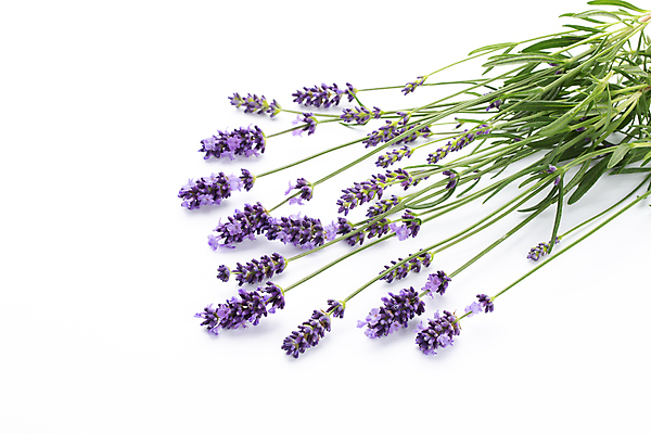 포토 JPG 해외이미지 식물 꽃 꽃다발 백그라운드 자연 사람없음 컬러풀 뷰티 정원 보라색 벚꽃 흰색 신선 정상 다발 허브 제비꽃 아로마 아로마테라피 라벤더 내추럴 고립 해외포토 컬러 생태계 테라피 파일형식 이미지허브