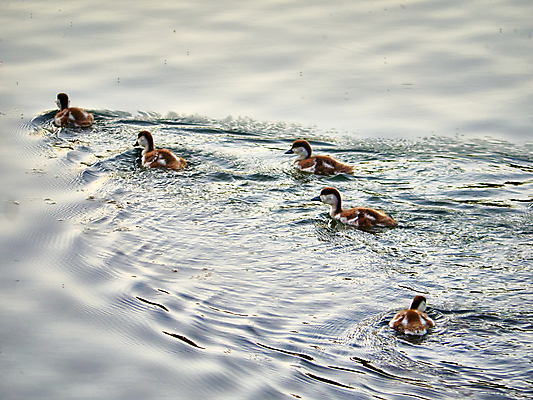 포토 JPG 해외이미지 동물 계절 공원 호수 야생동물 백그라운드 가족 자연 조류 오리 사람없음 야외 초록색 물 파란색 강 컬러풀 뷰티 반사 갈색 노란색 환경 검은색 수영 봄 흰색 시골 연못 그룹 깃털 부리 물새 청둥오리 내추럴 해외포토 자연요소 공공시설 컬러 관계 수상스포츠 생태계 파일형식 이미지허브