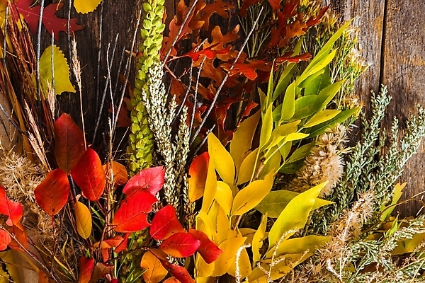 포토 JPG 해외이미지 식물 계절 벽 줄기 꽃다발 백그라운드 잎 추상 건조 초원 사람없음 목재 장식 가로 수확 가을 황금 널 배열 유기농 구성 카피스페이스 해외포토 나무 웰빙 꽃 무늬 농업 재료 공백 파일형식 이미지허브