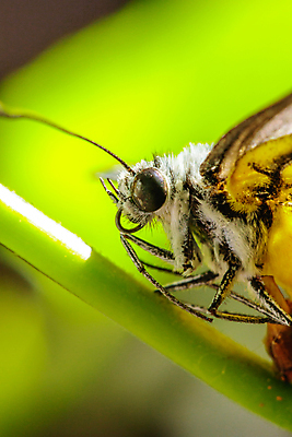 포토 JPG 해외이미지 식물 동물 야생동물 나비 곤충 백그라운드 잎 패턴 날개 오렌지 자연 벽지 갈매기 휴식 안테나 사람없음 빨간색 초록색 여름 빛 컬러풀 뷰티 노란색 환경 정원 검은색 벚꽃 흰색 벌레 숲 묘사 오브젝트 싱글 생물학 고립 동물상 전국 해외포토 계절 교육 꽃 컬러 컨셉 무늬 과일 통신 조류 조형물 생태계 파일형식 이미지허브