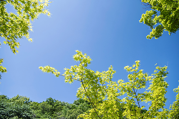 포토 JPG 주간 자연 하늘 나뭇잎 풍경 사람없음 야외 여름 맑음 여름풍경 국내포토 자연요소 계절 잎 날씨 생태계 파일형식 여름_계절