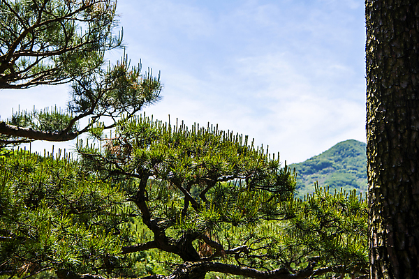 포토 JPG 주간 구름 자연 하늘 산 풍경 사람없음 야외 여름 맑음 여름풍경 소나무 국내포토 자연요소 나무 계절 날씨 생태계 파일형식 여름_계절