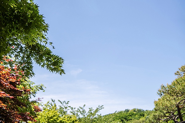 포토 JPG 주간 자연 하늘 나뭇잎 풍경 사람없음 야외 여름 맑음 여름풍경 국내포토 자연요소 계절 잎 날씨 생태계 파일형식 여름_계절