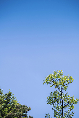 포토 JPG 주간 자연 하늘 나뭇잎 풍경 사람없음 야외 여름 맑음 여름풍경 소나무 국내포토 자연요소 나무 계절 잎 날씨 생태계 파일형식 여름_계절