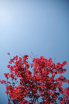 포토 JPG 주간 단풍 자연 하늘 풍경 사람없음 야외 여름 맑음 여름풍경 국내포토 자연요소 계절 잎 날씨 생태계 파일형식 여름_계절