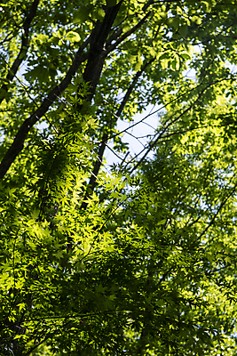 포토 JPG 주간 나무 단풍 자연 풍경 사람없음 야외 초록색 여름 여름풍경 울창 국내포토 자연요소 식물 계절 컬러 잎 생태계 파일형식 여름_계절