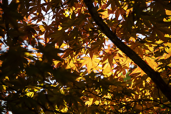 포토 JPG 주간 단풍 자연 단풍나무 풍경 사람없음 야외 여름 어둠 여름풍경 나뭇가지 그늘 국내포토 자연요소 나무 계절 잎 생태계 파일형식 여름_계절