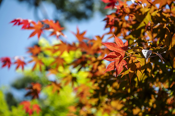 포토 JPG 주간 단풍 자연 풍경 사람없음 야외 아웃포커스 여름 여름풍경 국내포토 자연요소 계절 잎 촬영기법 생태계 파일형식 여름_계절