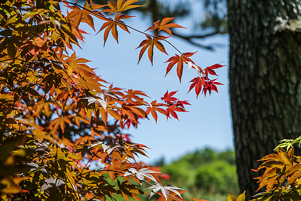 포토 JPG 주간 단풍 자연 풍경 사람없음 야외 아웃포커스 여름 여름풍경 나뭇가지 소나무 국내포토 자연요소 나무 계절 잎 촬영기법 생태계 파일형식 여름_계절