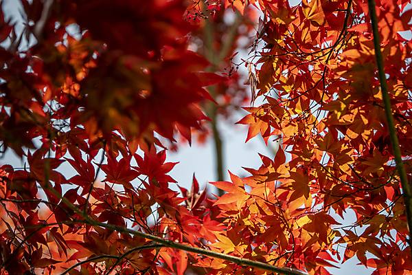 포토 JPG 주간 단풍 자연 풍경 사람없음 야외 아웃포커스 여름 여름풍경 나뭇가지 소프트포커스 국내포토 자연요소 나무 계절 잎 촬영기법 생태계 파일형식 여름_계절