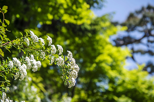 포토 JPG 주간 자연 풍경 사람없음 야외 아웃포커스 여름 여름풍경 조팝나무 조팝나무꽃 국내포토 자연요소 나무 계절 꽃 촬영기법 생태계 파일형식 여름_계절