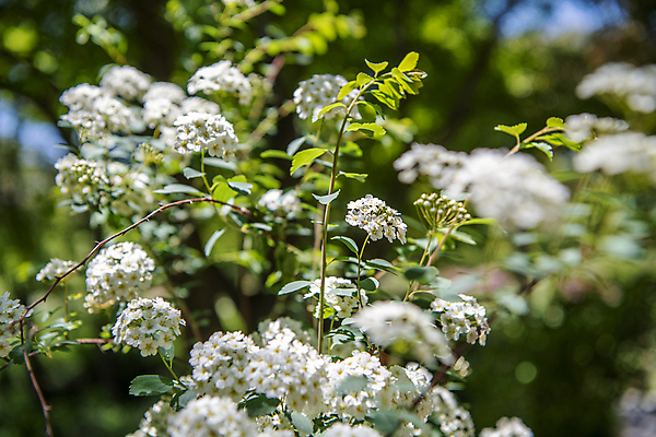 포토 JPG 주간 자연 풍경 사람없음 야외 아웃포커스 여름 여름풍경 소프트포커스 꽃가지 조팝나무 조팝나무꽃 국내포토 자연요소 나무 계절 꽃 촬영기법 나뭇가지 생태계 파일형식 여름_계절