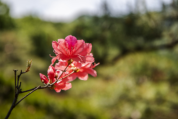 포토 JPG 주간 자연 풍경 사람없음 야외 아웃포커스 여름 여름풍경 나뭇가지 진달래 꽃봉오리 국내포토 자연요소 나무 계절 꽃 촬영기법 생태계 파일형식 여름_계절