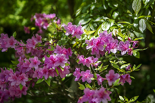 포토 JPG 주간 잎 자연 풍경 사람없음 야외 아웃포커스 여름 여름풍경 그늘 철쭉 국내포토 자연요소 식물 계절 꽃 촬영기법 생태계 파일형식 여름_계절