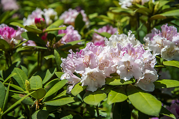 포토 JPG 주간 잎 자연 풍경 사람없음 야외 아웃포커스 여름 여름풍경 철쭉 국내포토 자연요소 식물 계절 꽃 촬영기법 생태계 파일형식 여름_계절