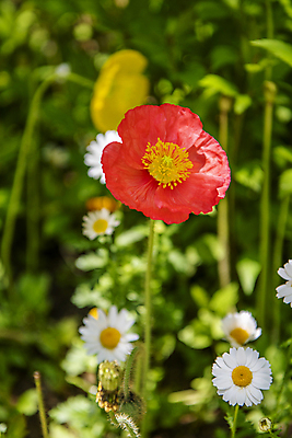 포토 JPG 주간 자연 풍경 근접촬영 사람없음 야외 아웃포커스 여름 여름풍경 개화 양귀비 들국화 만개 국내포토 자연요소 계절 꽃 뷰포인트 촬영기법 생태계 파일형식 여름_계절