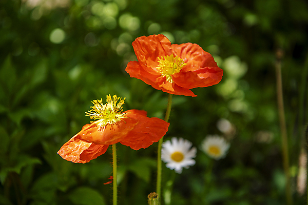 포토 JPG 주간 자연 풍경 근접촬영 사람없음 야외 아웃포커스 여름 여름풍경 개화 보케 양귀비 들국화 만개 국내포토 자연요소 계절 꽃 뷰포인트 촬영기법 생태계 파일형식 여름_계절