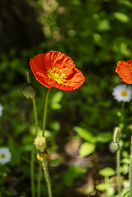 포토 JPG 주간 자연 풍경 근접촬영 사람없음 야외 아웃포커스 여름 여름풍경 개화 꽃봉오리 양귀비 만개 국내포토 자연요소 계절 꽃 뷰포인트 촬영기법 생태계 파일형식 여름_계절